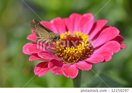 Ichimon dieselis catching in a cereal grass 12250297