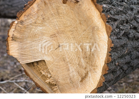 Sawn wood Sawn wood 12250323