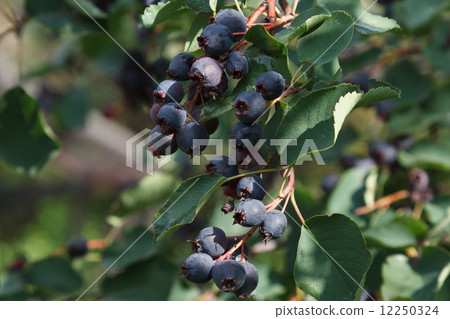 Saskatoon Berries Saskatoon Berries 12250324