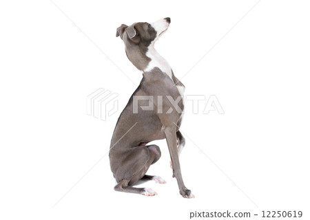 意大利靈緹犬 12250619