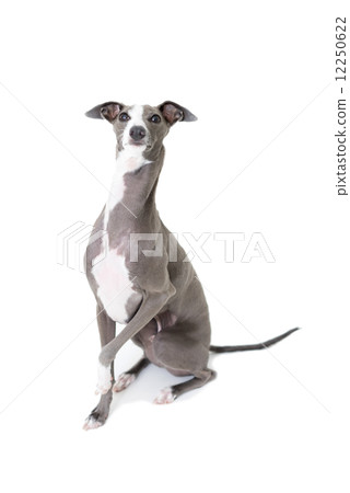 Italian Greyhound Italian Greyhound 12250622