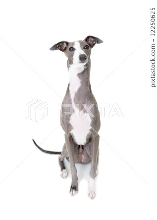 Italian Greyhound Italian Greyhound 12250625