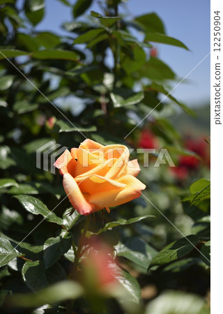 Fulton · Mackay (Rose) 12250904