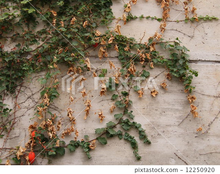 卡拉蘇里 12250920