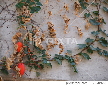 Karasuuri Karasuuri 12250922