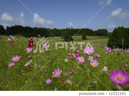 Cosmos of listing plateau Cosmos of listing plateau 12251191