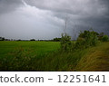 Rice Field and Storm Sky 12251641
