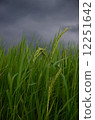 Rice Grains and stormy Sky 12251642