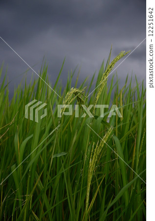 Rice Grains and stormy Sky Rice Grains and stormy Sky 12251642