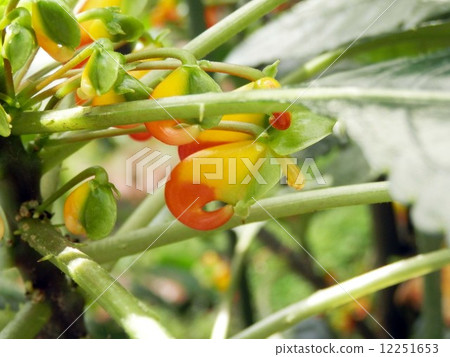Impatiens · Niam Near mentis Impatiens · Niam Near mentis 12251653
