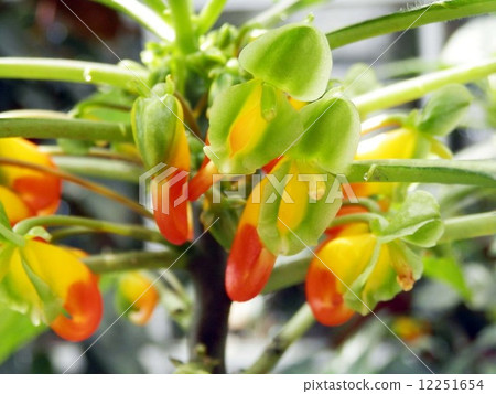 Impatiens · Niam Near mentis 12251654