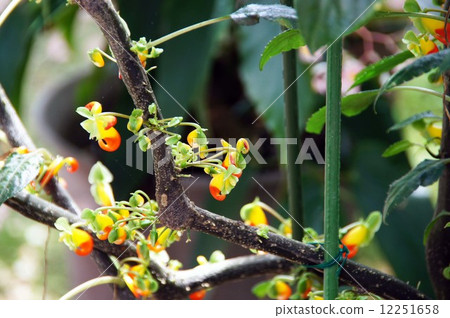 Impatiens·Niam Near mentis 12251658