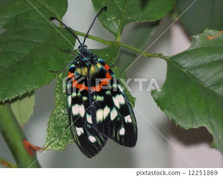 美麗的飛蛾·Satsumanishiki 12251869