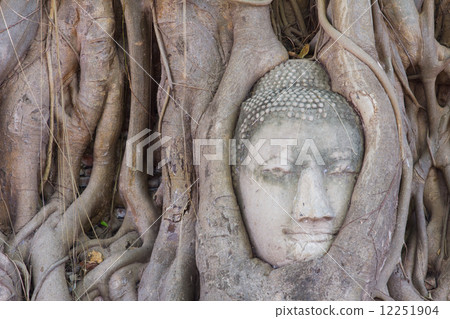 The Head of sandstone Buddha in tree roots at Wat Mahathat, Ayut The Head of sandstone Buddha in tree roots at Wat Mahathat, Ayut 12251904
