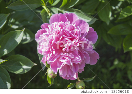 Georgeous peony in a full bloom. 12256018