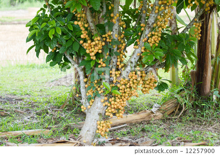yellow burmese grape (fruit) on tree,Thailand yellow burmese grape (fruit) on tree,Thailand 12257900