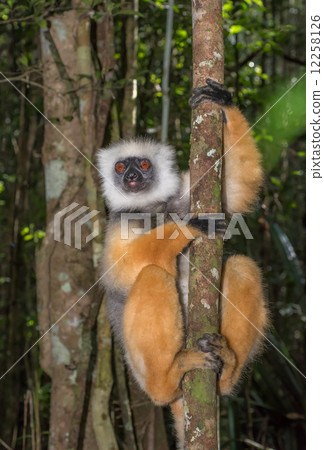 Golden Sifaka, dancing lemur of Madagascar 12258126