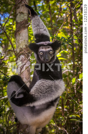 Indri, the largest lemur of Madagascar 12258129