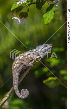 Colorful chameleon of Madagascar 12258130