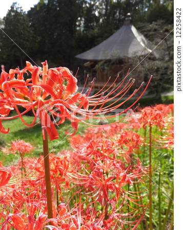 Chichibu Fudasho Hisanji Higanohana 12258422