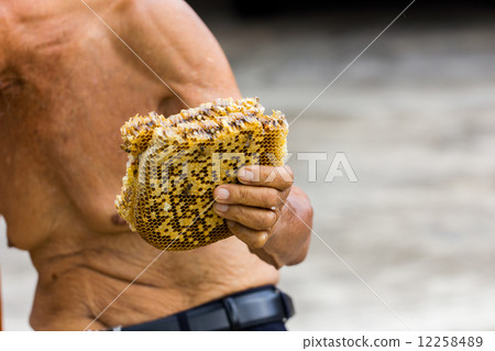 behive in old man's hand, with copyspace 12258489