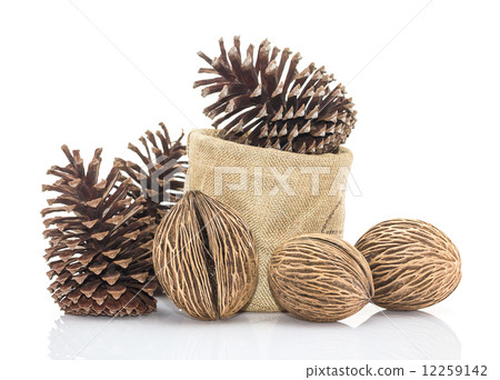 Othalanga - Suicide tree seed and cedar pine cone in sacks fodde Othalanga - Suicide tree seed and cedar pine cone in sacks fodde 12259142