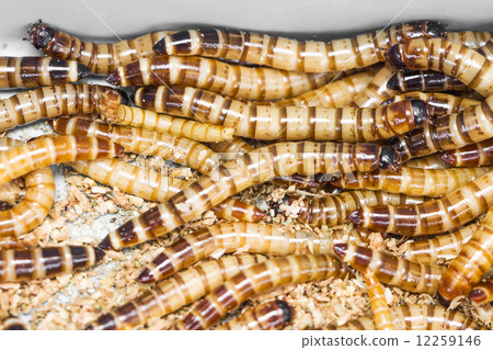 Meal worms Meal worms 12259146