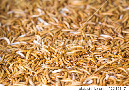 Meal worms 12259147