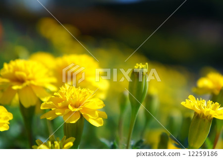萬壽菊 12259186