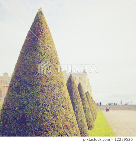 Line of topiary trees for ornamental garden with retro filter ef 12259520