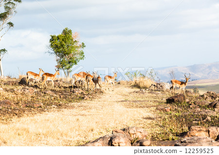 Wildlife Buck Wilderness Wildlife Buck Wilderness 12259525