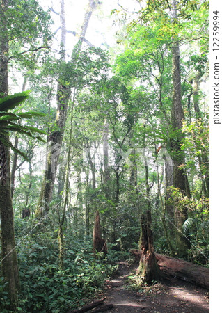 Tropical rainforest on Sumatra Island, Indonesia 12259994