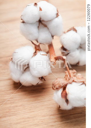 Cotton flower 12260079