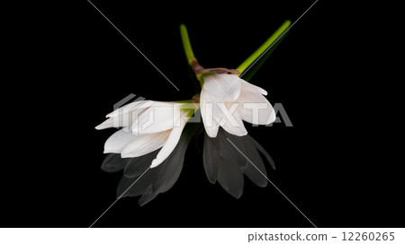 Crocus flower 12260265