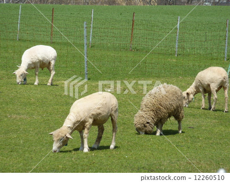 一群羊(北海道) 一群羊(北海道) 12260510