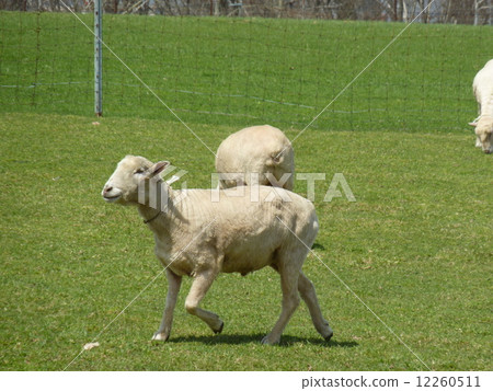 羊(北海道) 羊(北海道) 12260511