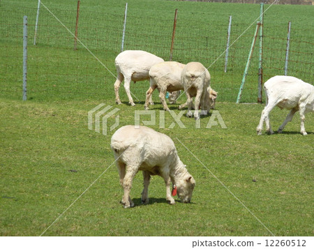 一群羊（北海道） 12260512