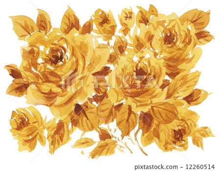 水彩畫 玫瑰 玫瑰花 12260514