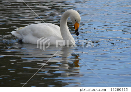 Great swans 12260515