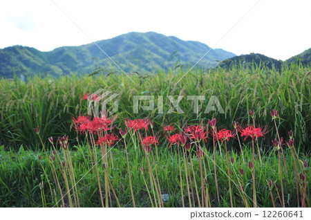 Kameoka Higanbana no Sato Kameoka Higanbana no Sato 12260641