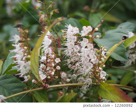 Flower of Simovacilla (Fukaya city) Flower of Simovacilla (Fukaya city) 12260892
