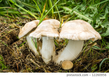 Calocybe gambosa 12260956