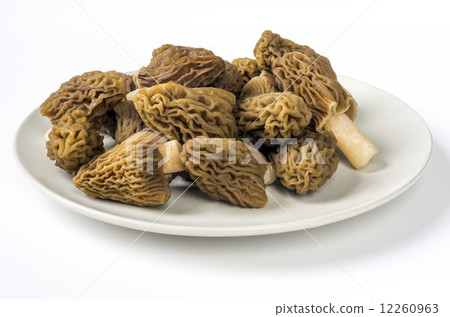 Ptychoverpa bohemica 12260963