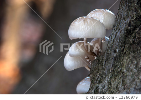 Oudemansiella mucida 12260979