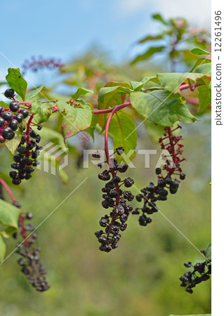 植物·Yoshishi Yamagonbo 12261496