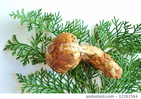 One cute matsutake on the taste of autumn · Japanese cypress · White back sideways position 12261564