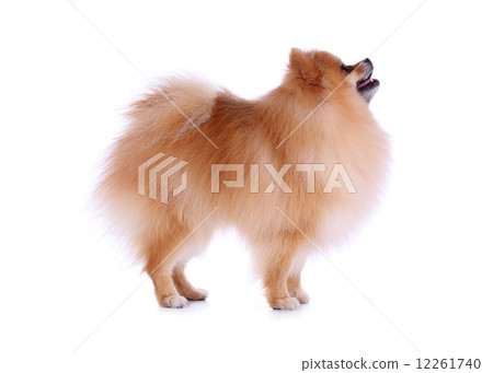 cute pet, brown pomeranian grooming dog isolated cute pet, brown pomeranian grooming dog isolated 12261740