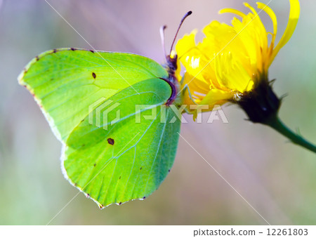 The butterfly Gonepteryx rhamni on a flower. The butterfly Gonepteryx rhamni on a flower. 12261803