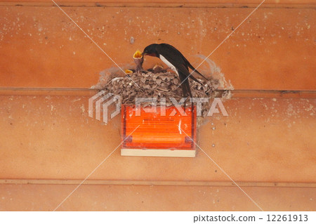 Swallow parenting 12261913