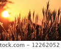 Setting sun 12262052